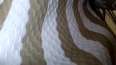 elina_roy03 online show from December 2025 02:38:01 AM