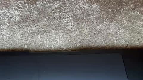 athena online show from February 2026 09:15:02 PM