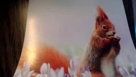 Snapshot of galera100 chatting on March 2026 08:31:02 AM galera100 online show from March 2026 08:31:02 AM