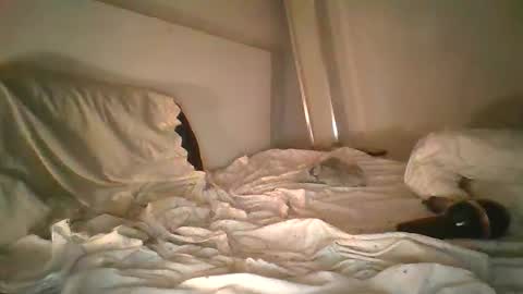 godonsin online show from December 2024 07:50:02 AM