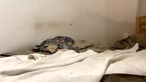 Goldmedal online show from January 2026 09:07:02 PM