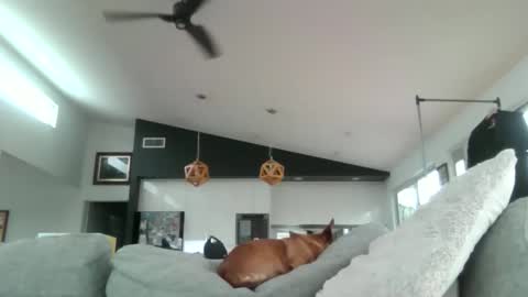 gumbyliscious online show from January 2026 09:18:02 PM