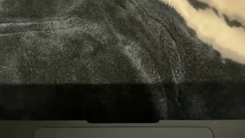 gumbywanna online show from November 2025 02:00:01 PM