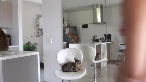 insta Laupalacio777Next stream 01th December online show from February 2025 06:12:01 PM