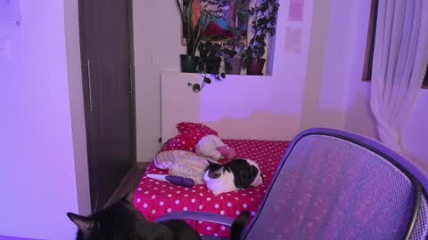 Snapshot of honey_hoe chatting on December 2024 06:10:02 AM Lau online show from December 2024 06:10:02 AM