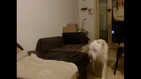 Hornyssima online show from January 2025 05:01:01 PM