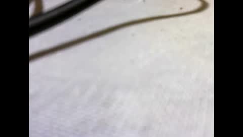 HottestPiny29 online show from May 2026 04:03:01 PM