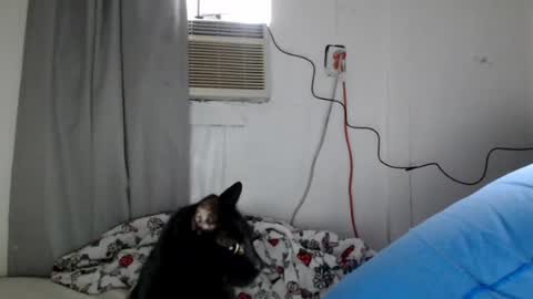 houseflipper online show from August 2026 12:59:02 PM