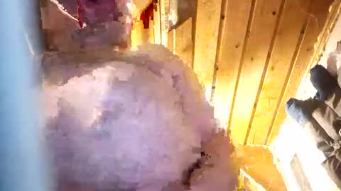 hung34u online show from January 2026 06:16:01 AM