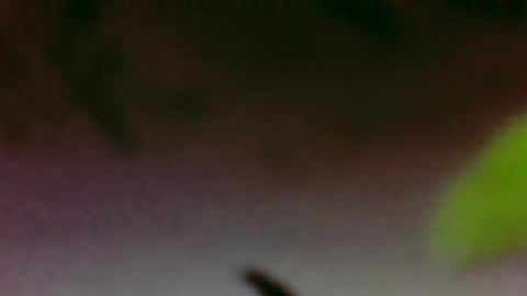 Snapshot of hungsubbb chatting on November 2025 03:40:01 AM Boi online show from November 2025 03:40:01 AM