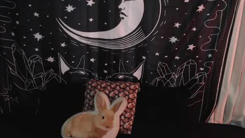 Snapshot of isabella__dark chatting on January 2025 10:41:02 PM    online show from January 2025 10:41:02 PM