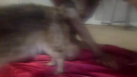 iysisfv online show from September 2025 02:04:02 AM