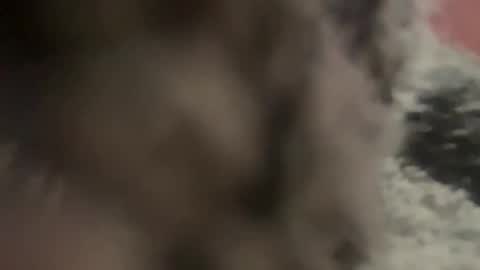 kg1726860 online show from October 2025 06:50:02 PM