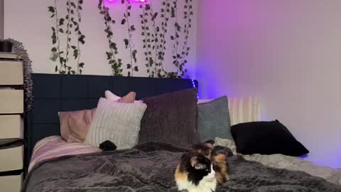 Kaitie online show from December 2024 11:12:01 AM