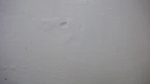 lisa_branch online show from October 2025 10:41:02 AM