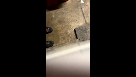 Little Tj online show from May 2026 04:29:02 AM