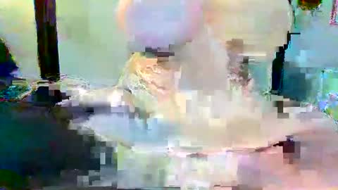 Long Dong91 online show from January 2025 05:10:01 PM