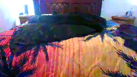 Max online show from February 2026 01:46:02 AM