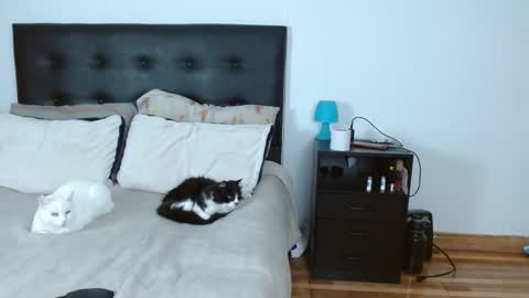 Michael  Iris online show from December 2025 05:02:02 AM