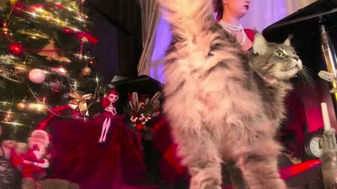 Snapshot of miss_asmodeus chatting on December 2024 09:00:02 PM missAsmodeus online show from December 2024 09:00:02 PM