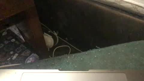 Tara Jane online show from January 2026 05:29:02 PM