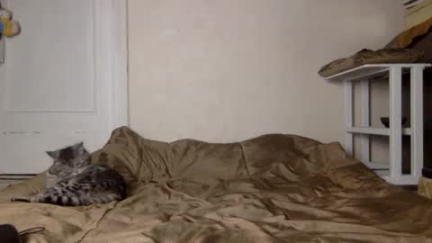 Snapshot of muse_online chatting on December 2024 11:41:02 AM Muse Ali  online show from December 2024 11:41:02 AM