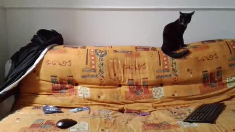 a Ordinary Boy online show from February 2026 02:19:01 AM