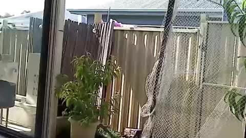 Snapshot of nekkminuttnekkminutt chatting on December 2024 08:27:01 AM NECK online show from December 2024 08:27:01 AM