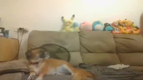 Brian and Logan Brogan online show from November 2025 03:33:02 PM