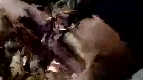 nocturnus1980 online show from September 2025 05:40:01 AM