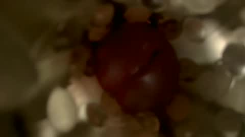 Snapshot of nocturnusfuz chatting on January 2025 02:47:02 PM nocturnusfuz online show from January 2025 02:47:02 PM