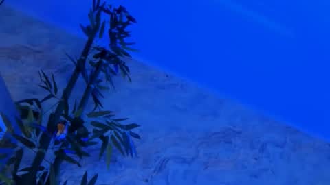 nyssawoodd online show from October 2025 02:46:02 PM