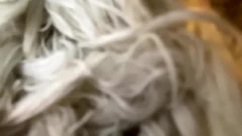 Poonshiner online show from December 2024 07:44:01 PM