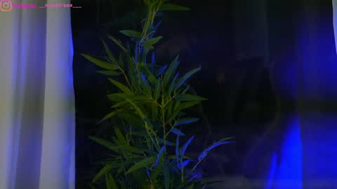 Dee online show from January 2025 12:37:01 PM