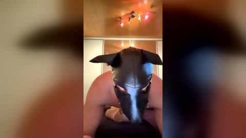 playdog123 online show from June 2026 03:27:01 PM