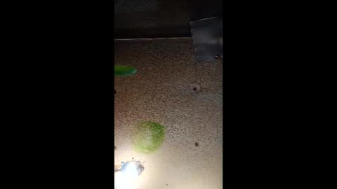 potsymcstoner online show from September 2025 05:46:02 PM