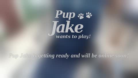 Pup Jake wants to play online show from January 2025 12:53:02 PM