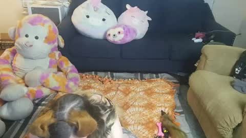 puppygirllovestobeg online show from June 2026 07:22:01 AM