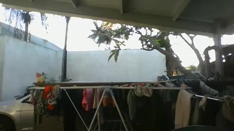 Python online show from October 2025 02:42:01 AM