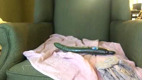 queenkitty477 online show from October 2025 01:46:01 AM