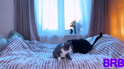   DianaBrite            fansl y online show from January 2026 11:57:02 AM