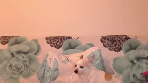 Snapshot of riri_mojo_92 chatting on November 2025 10:32:01 PM riri_mojo_92 online show from November 2025 10:32:01 PM