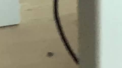 Roman online show from November 2025 04:25:02 AM