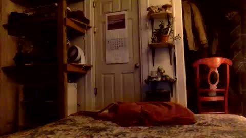 rp131313 online show from November 2025 08:11:02 AM