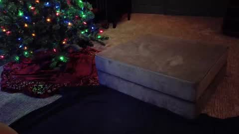 Scout has fun online show from December 2024 04:56:01 AM