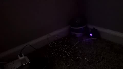 Sugar Brown online show from March 2026 03:18:01 PM