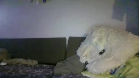 shafte1981 online show from June 2026 10:01:02 PM