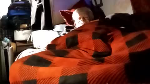 Shamroc online show from December 2024 12:03:01 PM