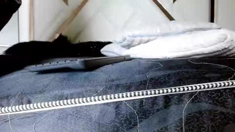 SophiaLee online show from February 2026 01:12:01 AM