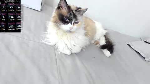 sophiebaker__ online show from February 2026 02:10:02 AM